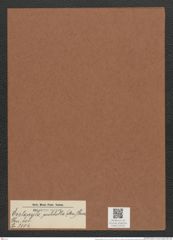 Entopyla pulchella (An.) Grun. (de-Toni-Nr.: Genus 101, Species 3104) Zeichnungen Sammlung Grunow Mappe 03332 (Herbarium_W_Grunow_drawings_Folder_03332)